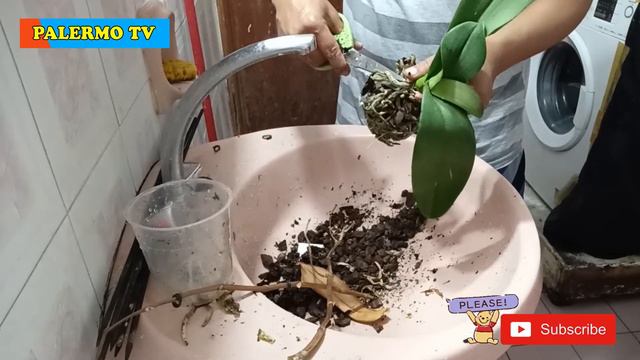 Saving Dried and Lonely Two Phalaenopsis Beautiful People 088 смотреть онлайн