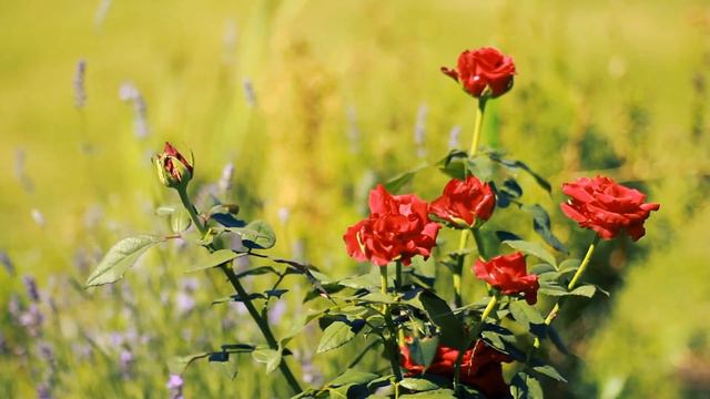 Последние Розы лета | Футажи красивая природа [FullHD] смотреть онлайн