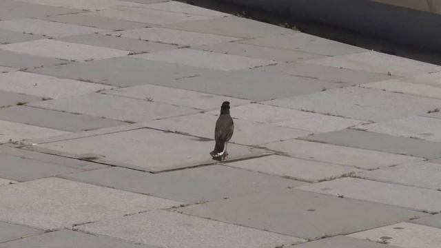 2019-05-07_Тель-Авив_Набережная с севера на юг_06 смотреть онлайн