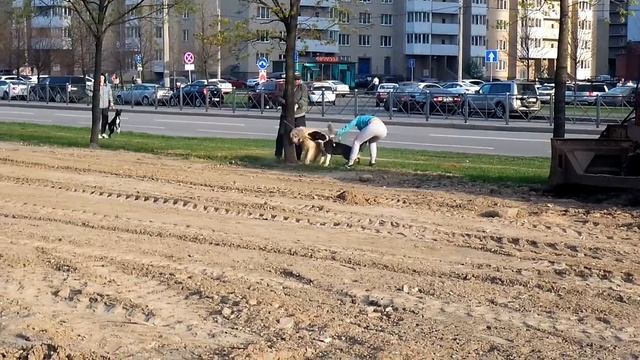 Почему собакам бойцовской породы нужны намордники смотреть онлайн
