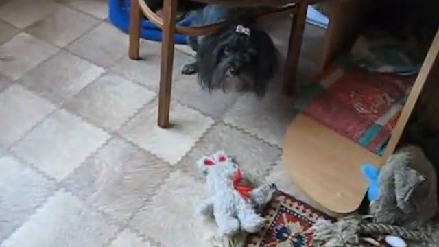 Питомник цветных болонок "Цвет Хибин". ЧАЙНАЯ РОЗА . смотреть онлайн