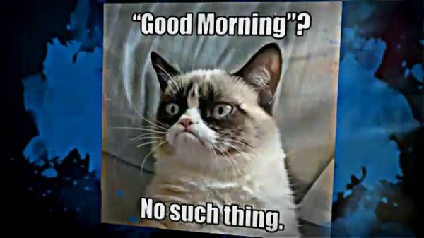 Our Favorite Cat Pictures and Clips Compilation