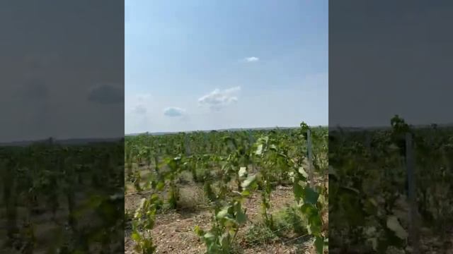 Шпалера для винограда от завода СтальСоюз. Виноградник с металлической шпалерой в респ. Крым смотреть онлайн