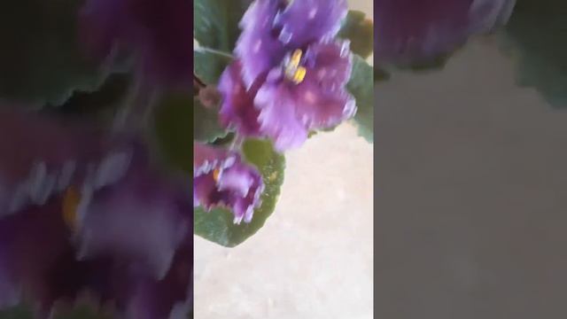 Фиалка "Spanish Dancer" (P.Sorano)/African violet "Spanish Dancer" смотреть онлайн