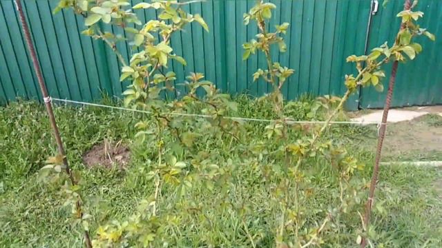 Моя головная боль роза🌹 ФЛАМЕНТАНЦ смотреть онлайн