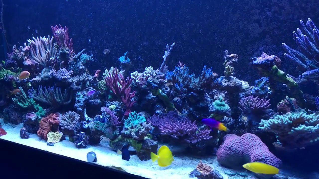 My reef tank 12.20 смотреть онлайн