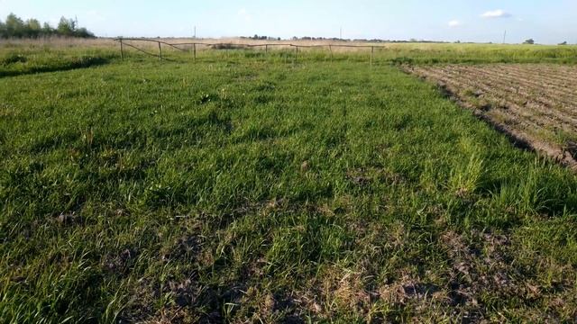 3 способа посева клевера и люцерны под мотоблок - результат смотреть онлайн