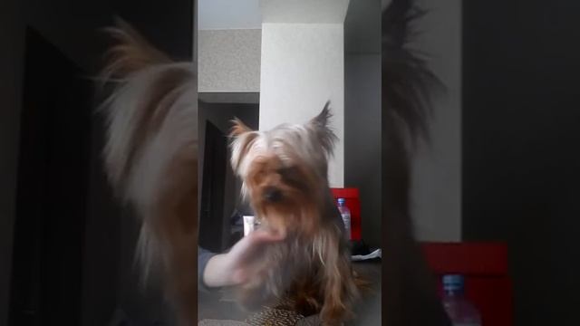 Моя собака лаки. Как правильно купать собачку еорк смотреть онлайн