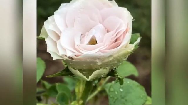 Lilac Classic смотреть онлайн