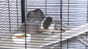 Уход за крысой. Купание крыс, уход за шерстью, ушами, чистка хвоста, стрижка когтей