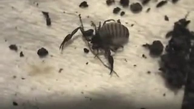 Книжный ложноскорпион Chelifer cancroides 2 320 смотреть онлайн