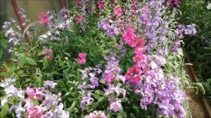 Срезка маттиолы ЧАСТЬ 2