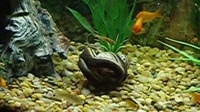 Squamata Reptiles presents: Elephant's Trunk Snake Attack! смотреть онлайн
