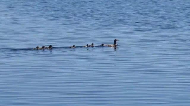 утята смотреть онлайн