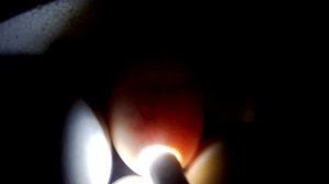 8-11 день ИНКУБАЦИИ гусиных яиц. ОВОСКОПИРОВАНИЕ. ТЕМПЕРАТУРНЫЙ РЕЖИМ. ВЛАЖНОСТЬ