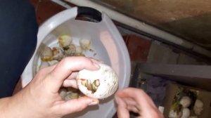 Вывод гусят. 28 -30 день после закладки в инкубатор.