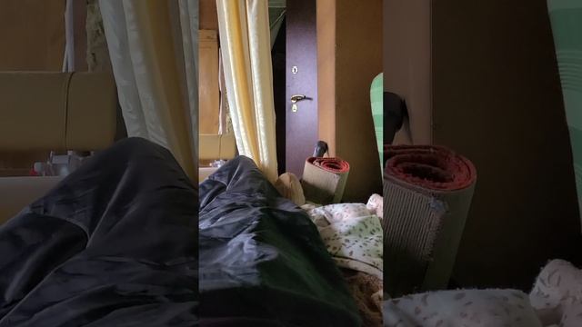 Тупой кот в деревне. Прикольно смотреть онлайн