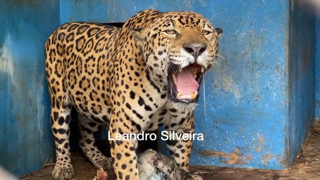 Xavante defendendo seu território aqui no Instituto Onça-Pintada 😬😬😬😳😳😳😳 смотреть онлайн