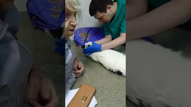 Что бы кот пописал) смотреть онлайн