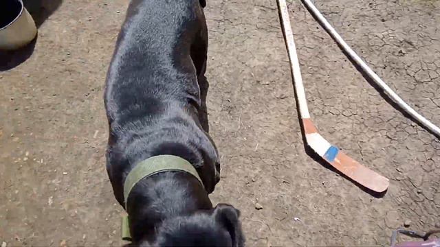 кане корсо учимся рядом 4й день обучения смотреть онлайн