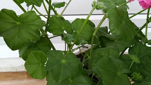 Пеларгония Sybil Holmes смотреть онлайн