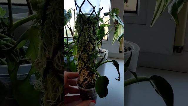 💚Тотем-опора для растений💚#plants #тотемы #растения #ароидные #цветыдома #flowers #филодендрон смотреть онлайн