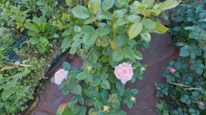 РОЗА ЭМЕЙЗИНГ ГРЕЙС (МИРИАМ)?