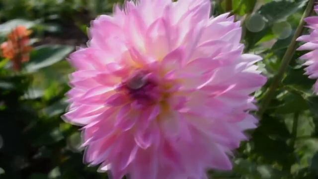 Практика сонастроя центра «Центральный Чакрам» и Звездного Дома Рыб смотреть онлайн