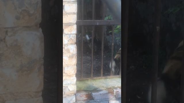 Гиеновые собаки смотреть онлайн