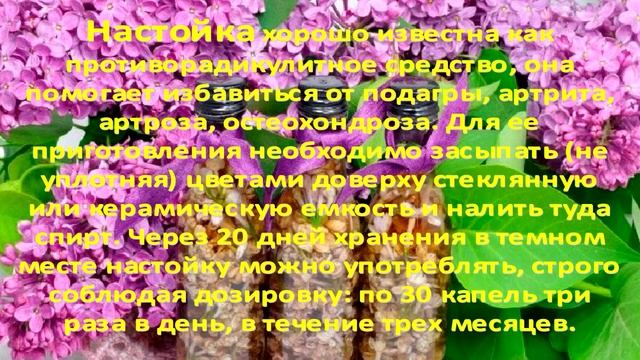 О полезных свойствах сирени смотреть онлайн