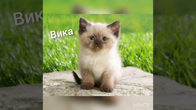 Какое ты животное по имени??? смотреть онлайн