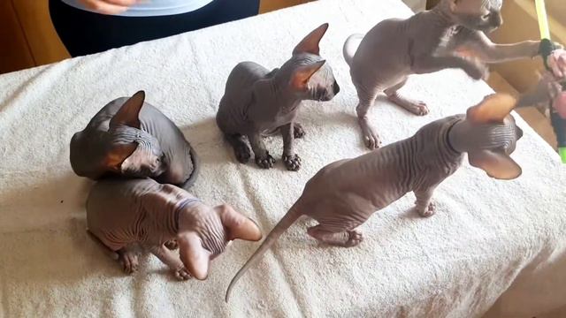 Актирование помёта Аврора-Джульта Екатерина Великая смотреть онлайн