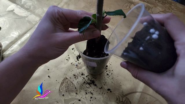 Укоренение гибискуса воздушным укоренением. смотреть онлайн