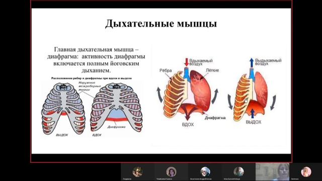 Дыхательная и лимфатическая система смотреть онлайн