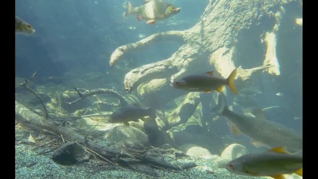 РЫБАЦКИЕ ПРИМЕТЫ И ПРЕМУДРОСТИ! смотреть онлайн