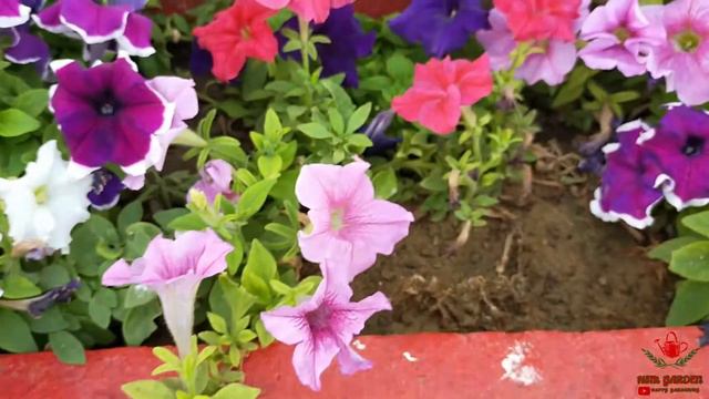 How to Grow and Care Petunia Plant | Petunia Care and Tips | HSM GARDEN смотреть онлайн