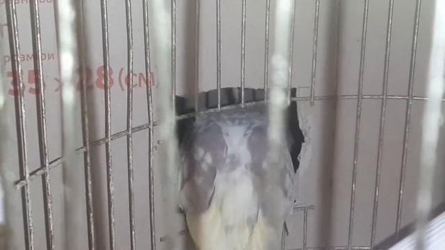 Корелла снесла яйцо смотреть онлайн