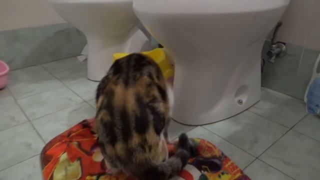 Моя кошечка Рокси !