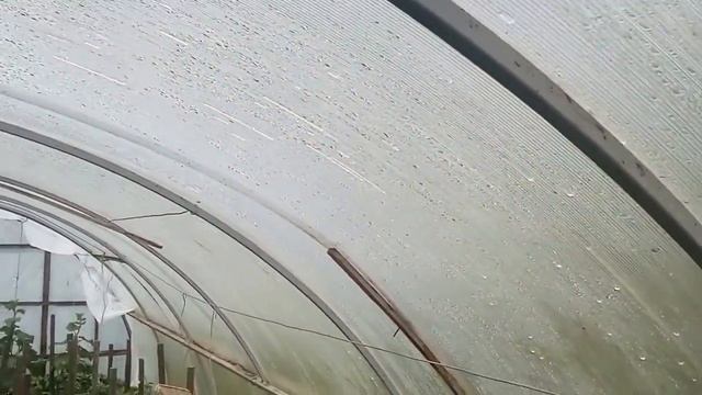 Обзор теплицы, стоимость теплицы, выращивание огурцов, выращивание помидор,как бороться с медведкой смотреть онлайн