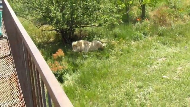 Охота Чука на Лорда Ричарда.. Последний день на "пляже".. #тайган #крым #львы #животные смотреть онлайн