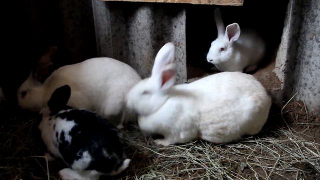 Крольчиха носит сено в нору / Rabbit hay is in the hole смотреть онлайн
