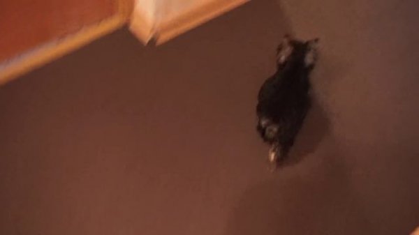 ??? Дрессировка йорка /Yorkshire terrier training