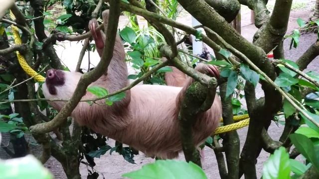 ОтпускVLOG || Costa Rica. Центр спасения животных "Ягуар" - "Jaguar" Animal Rescue Center смотреть онлайн