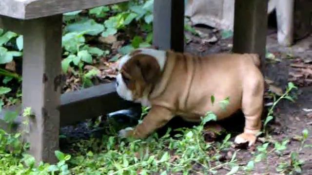 Щенок английского бульдога, видео 3. смотреть онлайн