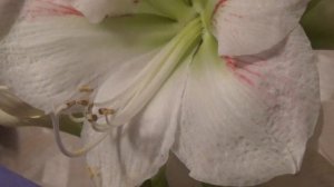 Размножение Амариллиса семенами. Опыление