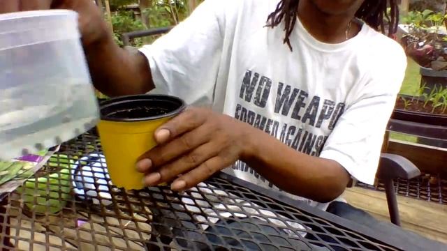 GROW OKRA IN CONTAINERS - HOW TO START FROM SEED TO HARVEST IN JULY - Gardening For Beginners 2020 смотреть онлайн
