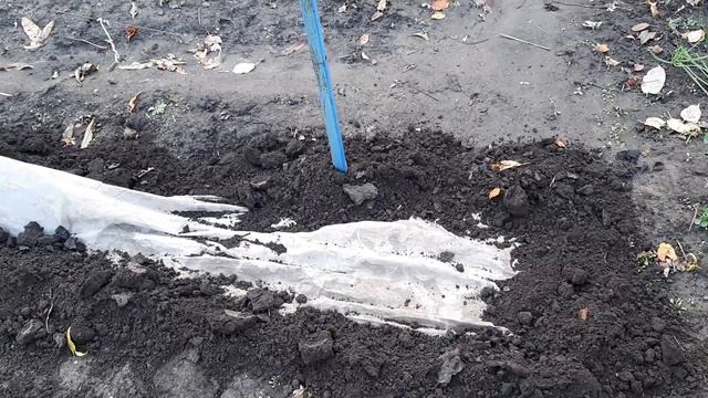 Укриття на зиму винограду, ківі Бруно, ожини Лох Тей. смотреть онлайн