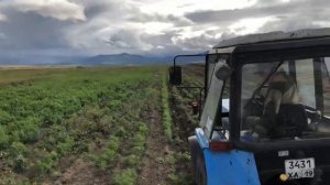 Уборка моркови комбайном ЕМ-11