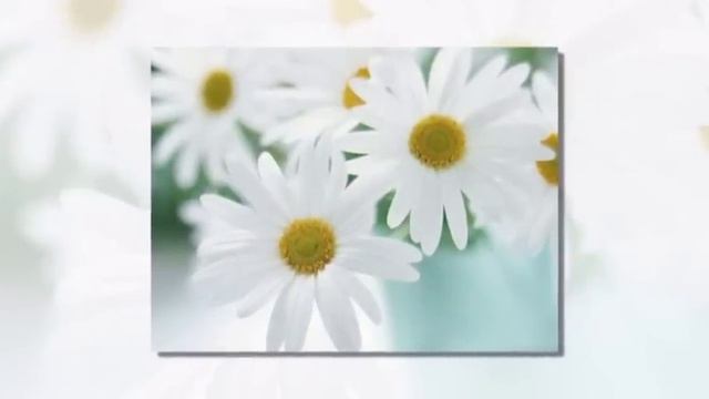 НА РОМАШКЕ Я ГАДАЮ ..... смотреть онлайн