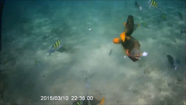 HIKKADUWA, SRI LANKA